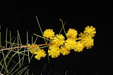 APII jpeg image of Acacia burbidgeae  © contact APII