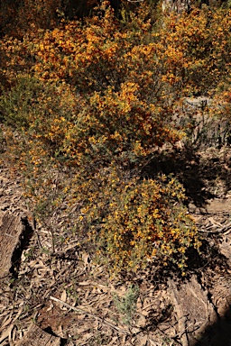 APII jpeg image of Pultenaea microphylla  © contact APII