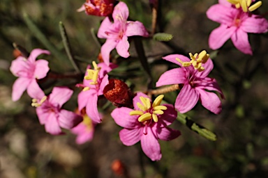 APII jpeg image of Phebalium nottii  © contact APII