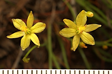 APII jpeg image of Bulbine semibarbata  © contact APII