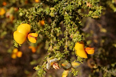 APII jpeg image of Pultenaea foliolosa  © contact APII
