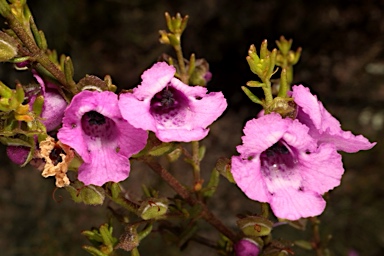 APII jpeg image of Prostanthera howelliae  © contact APII