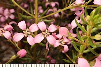 APII jpeg image of Zieria aspalathoides subsp. aspalathoides  © contact APII