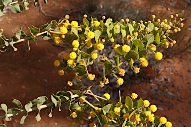 APII jpeg image of Acacia sertiformis  © contact APII