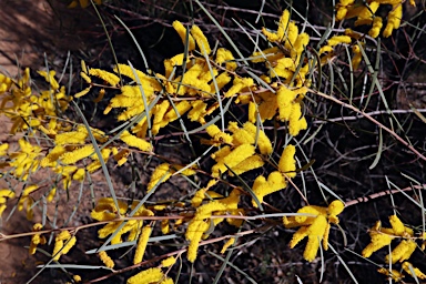APII jpeg image of Acacia caroleae  © contact APII