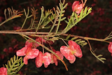APII jpeg image of Dodonaea sinuolata subsp. sinuolata  © contact APII