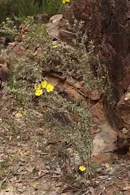 APII jpeg image of Hibbertia kaputarensis  © contact APII