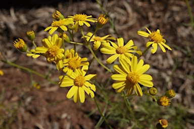 APII jpeg image of Senecio pinnatifolius var. pinnatifolius  © contact APII