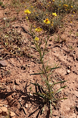 APII jpeg image of Xerochrysum hispidum  © contact APII