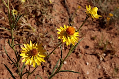 APII jpeg image of Xerochrysum hispidum  © contact APII