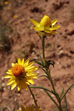 APII jpeg image of Xerochrysum hispidum  © contact APII