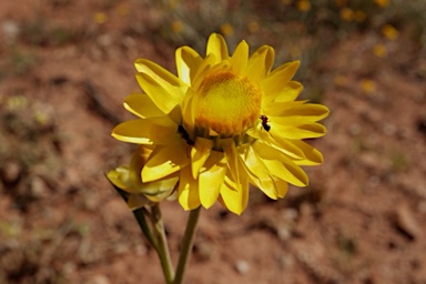 APII jpeg image of Xerochrysum hispidum  © contact APII