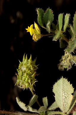 APII jpeg image of Medicago truncatula  © contact APII
