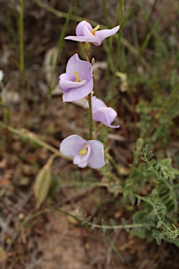 APII jpeg image of Swainsona procumbens  © contact APII