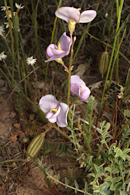 APII jpeg image of Swainsona procumbens  © contact APII