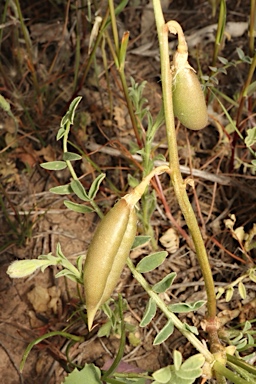 APII jpeg image of Swainsona procumbens  © contact APII