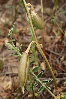 APII jpeg image of Swainsona procumbens  © contact APII