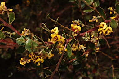 APII jpeg image of Daviesia buxifolia  © contact APII