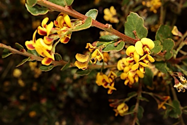 APII jpeg image of Daviesia buxifolia  © contact APII