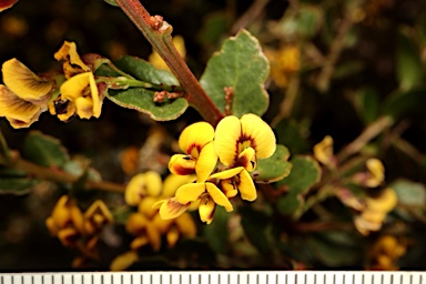 APII jpeg image of Daviesia buxifolia  © contact APII