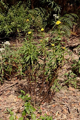APII jpeg image of Xerochrysum bracteatum  © contact APII