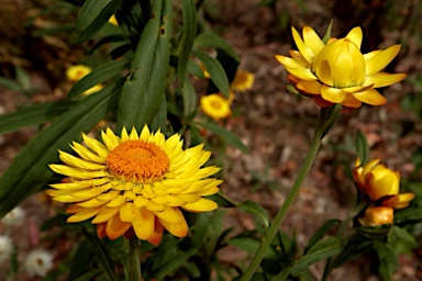 APII jpeg image of Xerochrysum bracteatum  © contact APII