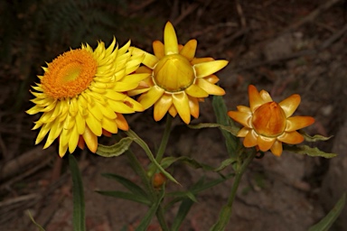APII jpeg image of Xerochrysum bracteatum  © contact APII