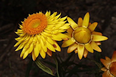 APII jpeg image of Xerochrysum bracteatum  © contact APII