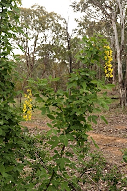 APII jpeg image of Laburnum anagyroides  © contact APII