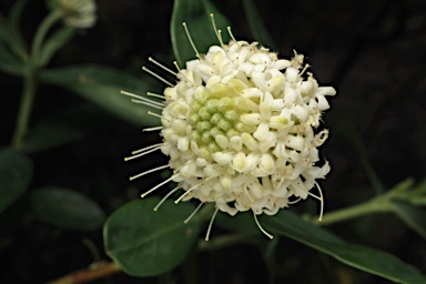 APII jpeg image of Pimelea ligustrina subsp. ligustrina  © contact APII