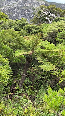 APII jpeg image of Cyathea  © contact APII