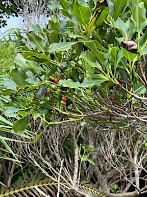 APII jpeg image of Coprosma ptotopetra MS ?  © contact APII