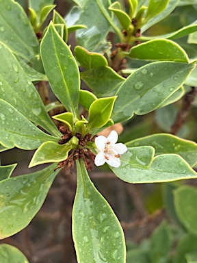 APII jpeg image of Myoporum insulare  © contact APII