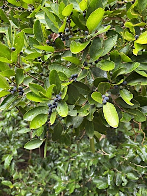 APII jpeg image of Celtis conferta subsp. amblyphylla  © contact APII