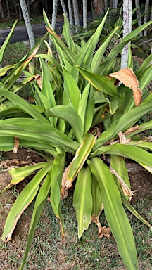 APII jpeg image of Crinum pedunculatum  © contact APII