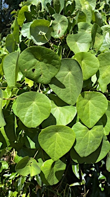 APII jpeg image of Stephania japonica var. discolor  © contact APII