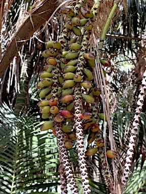 APII jpeg image of Howea forsteriana  © contact APII