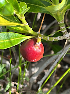 APII jpeg image of Ochrosia elliptica  © contact APII