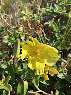 APII jpeg image of Oenothera drummondii  © contact APII