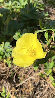 APII jpeg image of Oenothera drummondii  © contact APII