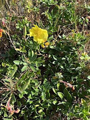 APII jpeg image of Oenothera drummondii  © contact APII