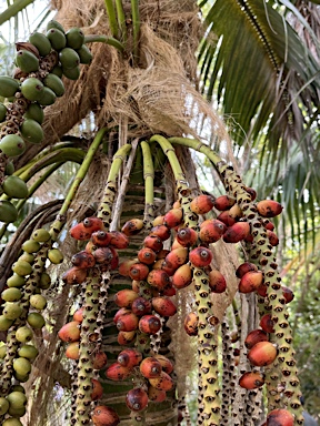 APII jpeg image of Howea forsteriana  © contact APII