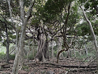 APII jpeg image of Ficus macrophylla f. columnaris  © contact APII