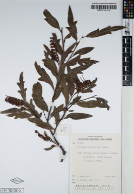 APII jpeg image of Grevillea laurifolia 'Poorinda Royal Mantle'  © contact APII