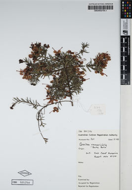 APII jpeg image of Grevillea rosmarinifolia 'Rocky Rolla'  © contact APII