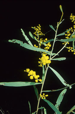 APII jpeg image of Acacia polifolia  © contact APII