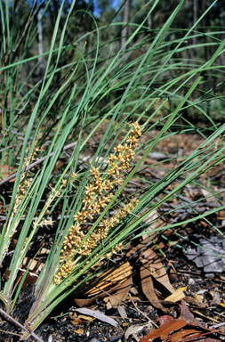 APII jpeg image of Lomandra longifolia  © contact APII