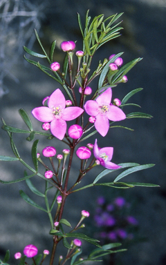 APII jpeg image of Boronia pinnata  © contact APII