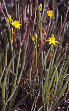 APII jpeg image of Bulbine semibarbata  © contact APII