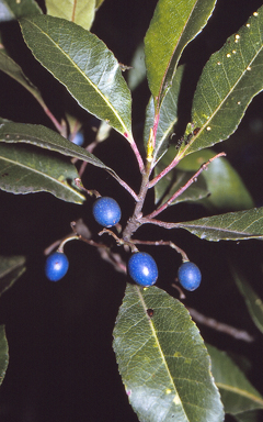 APII jpeg image of Elaeocarpus reticulatus  © contact APII